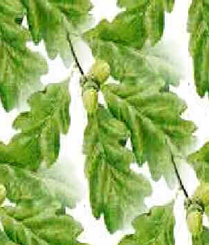 summer oak - celebrating southern beltaine, our cet-samhin