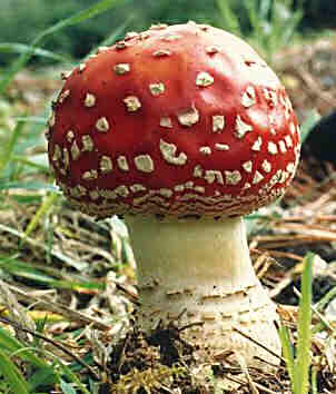 fly agaric - Amanita muscaria. Image source: http://www.landcareresearch.co.nz/news/release.asp?Ne_ID=109