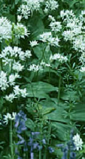 wild garlic at cotterill clough: source http://www.cheshirewildlifetrust.co.uk/res_cotterill.htm