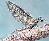Mayfly