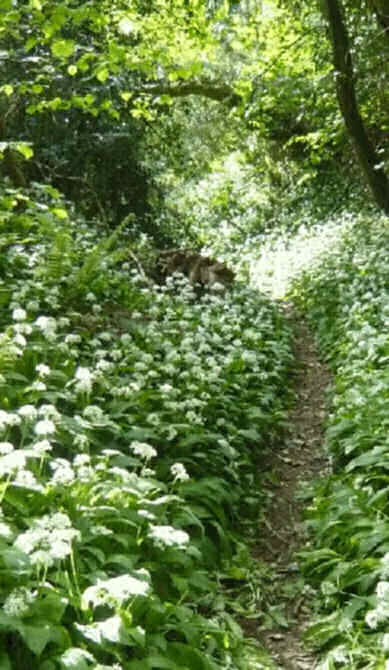 May in the dorset countryside, wild garlic and ferns on trail: Such is the Otherworld at Samhain source http://www.noelkingsley.com/blog/archives/2009/05/_we_read_with_i.html