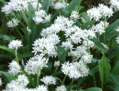 wild garlic in May - Samhain Otherworldly imagery: source http://porkpieandmustard.wordpress.com/2009/05/06/frogspawn-swallows-garlic/